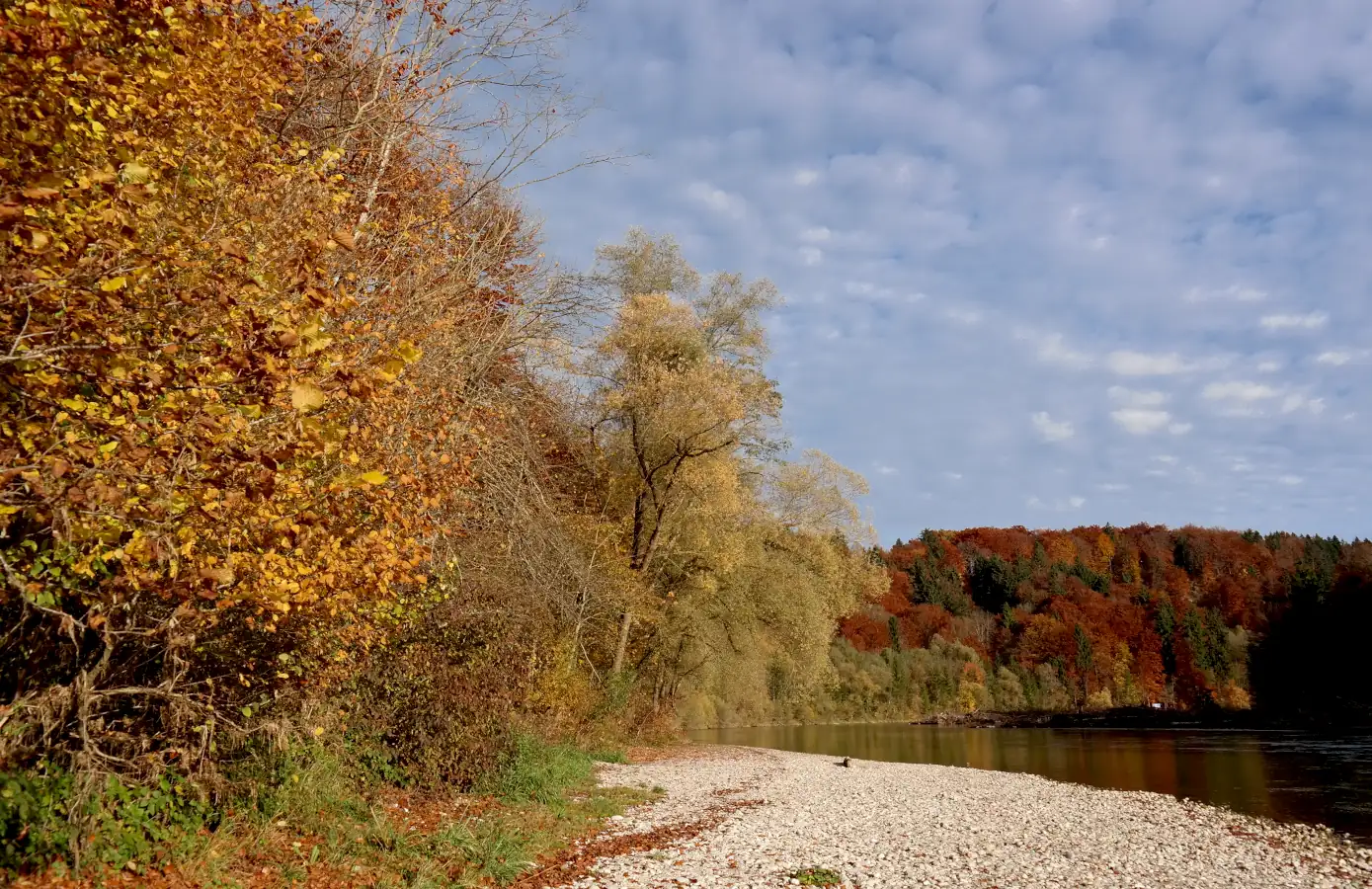 Herbstliche Uferlandschaft mit bunten Blättern und Kiesstrand am Fluss, ideal für Naturerlebnisse und Wanderausflüge.